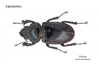 藏品(台灣深山鍬形蟲)的圖片